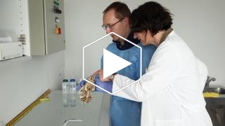 ForGen Forensische Genetik und Rechtsmedizin am Institut für Hämatopathologie Hamburg GmbH